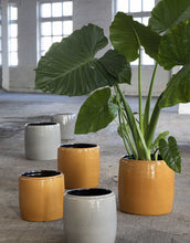 Load image into Gallery viewer, Honey Glazed Pots - *Local Delivery or Local Pick Up Only*