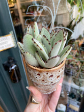 Load image into Gallery viewer, Kalanchoe tomentosa / Panda Plant