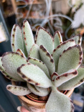 Load image into Gallery viewer, Kalanchoe tomentosa / Panda Plant
