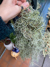 Load image into Gallery viewer, Tillandsia Usneoides / Spanish Moss