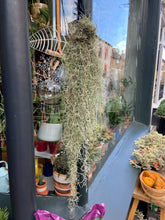 Load image into Gallery viewer, Tillandsia Usneoides / Spanish Moss