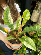 Load image into Gallery viewer, Philodendron Narrow  'Ring of Fire'
