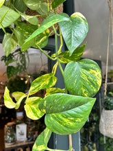 Load image into Gallery viewer, Epipremnum aureum XL / Devils Ivy - *Local Delivery or Local Pick Up Only*
