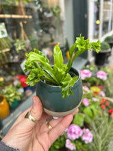 Load image into Gallery viewer, Asplenium antiquum Leslie / Crested Bird’s Nest Fern
