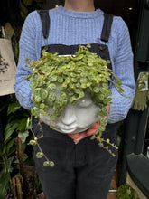 Load image into Gallery viewer, Peperomia prostrata / String Of Turtles - 12cm Pot
