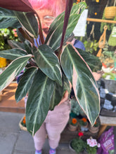 Load image into Gallery viewer, Stromanthe sanguinea Triostar  / Prayer Plant
