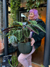 Load image into Gallery viewer, Calathea warscewiczii / Jungle Velvet Prayer Plant - *Local Delivery or Local Pick Up Only*
