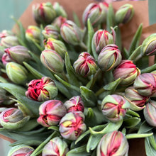 Load image into Gallery viewer, Speciality Red Princess Double Tulips
