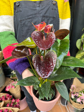 Load image into Gallery viewer, Anthurium andraeanum Essencia / Flamingo Flower
