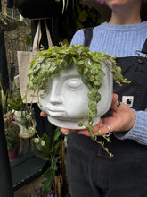 Load image into Gallery viewer, Peperomia prostrata / String Of Turtles - 12cm Pot
