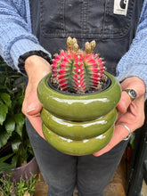 Load image into Gallery viewer, Gymnocalycium mihanovichii Variegata / Oriental Moon Cactus
