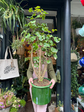 Load image into Gallery viewer, Polyscias belfouriana / Balfour Aralia - *Local Delivery or Local Pick Up Only*
