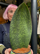 Load image into Gallery viewer, Sansevieria masoniana Victoria / Whale Fin
