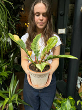 Load image into Gallery viewer, Philodendron Narrow  'Ring of Fire'
