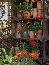 Load image into Gallery viewer, Dark Green Glazed Plant Pot With Saucer - *Local Delivery or Local Pick Up Only*

