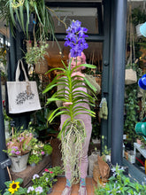 Load image into Gallery viewer, Hanging Vanda Orchid - Mixed Flower Colours - *Local Delivery or Local Pick Up Only*
