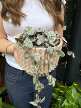 Load image into Gallery viewer, Ceropegia woodii variegata / Variegated String of Hearts - 8.5cm pot
