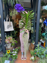 Load image into Gallery viewer, Hanging Vanda Orchid - Mixed Flower Colours - *Local Delivery or Local Pick Up Only*
