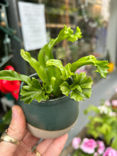 Load image into Gallery viewer, Asplenium antiquum Leslie / Crested Bird’s Nest Fern
