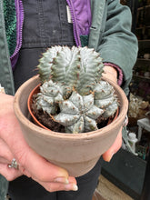 Load image into Gallery viewer, Euphorbia horrida / African Milk Barrel
