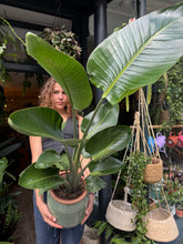 Load image into Gallery viewer, Strelitzia nicolai / Bird of Paradise - 19cm Pot - *Local Delivery or Local Pick Up Only*
