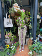 Load image into Gallery viewer, Hanging Vanda Orchid - Mixed Flower Colours - *Local Delivery or Local Pick Up Only*
