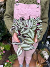 Load image into Gallery viewer, Tradescantia zebrina 'Violet Hill' / Inch Plant
