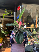 Load image into Gallery viewer, Stromanthe sanguinea Triostar  / Prayer Plant
