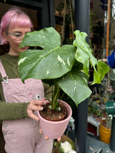 Load image into Gallery viewer, Monstera Thai Constellation / Variegated Cheese Plant
