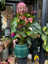 Load image into Gallery viewer, Anthurium andraeanum Louisiana / Flamingo Flower - *Local Delivery or Local Pick Up Only*
