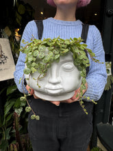 Load image into Gallery viewer, Peperomia prostrata / String Of Turtles - 12cm Pot
