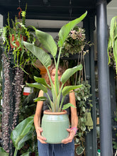 Load image into Gallery viewer, Strelitzia nicolai / Bird of Paradise - 19cm Pot - *Local Delivery or Local Pick Up Only*
