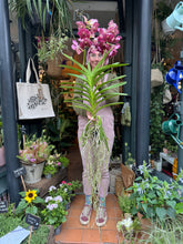 Load image into Gallery viewer, Hanging Vanda Orchid - Mixed Flower Colours - *Local Delivery or Local Pick Up Only*
