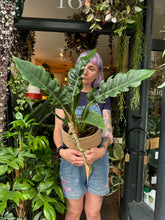 Load image into Gallery viewer, Philodendron Narrow Escape / Tiger Tooth Plant - *Local Delivery or Local Pick Up Only*
