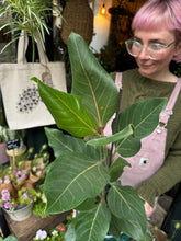 Load image into Gallery viewer, Ficus benghalensis Joy / Benghali Fig- *Local Delivery or Local Pick Up Only*
