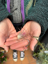 Load image into Gallery viewer, Tillandsia ionantha Rubra / Airplant
