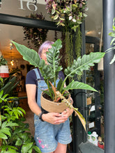 Load image into Gallery viewer, Philodendron Narrow Escape / Tiger Tooth Plant - *Local Delivery or Local Pick Up Only*
