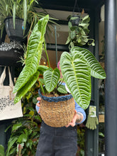 Load image into Gallery viewer, Anthurium veitchii / King Anthurium - *Local Delivery or Local Pick Up Only*
