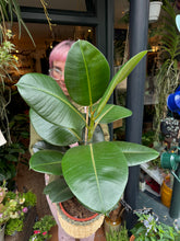 Load image into Gallery viewer, Ficus elastica Robusta / Rubber Plant - *Local Delivery or Local Pick Up Only*
