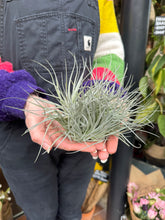 Load image into Gallery viewer, Tillandsia Cotton Candy / Airplant
