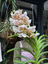 Load image into Gallery viewer, Hanging Vanda Orchid - Mixed Flower Colours - *Local Delivery or Local Pick Up Only*
