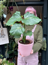Load image into Gallery viewer, Monstera Thai Constellation / Variegated Cheese Plant
