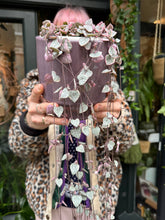 Load image into Gallery viewer, Ceropegia woodii Variegata / Variegated String of Hearts - 14cm Pot
