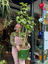 Load image into Gallery viewer, Polyscias belfouriana / Balfour Aralia - *Local Delivery or Local Pick Up Only*
