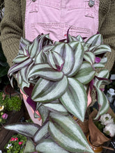 Load image into Gallery viewer, Tradescantia zebrina 'Violet Hill' / Inch Plant
