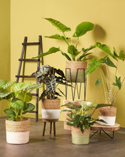 Load image into Gallery viewer, Black Pointed Metal Plant Stand
