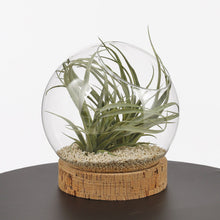 Load image into Gallery viewer, Round Glass Open Terrarium On Cork Base - *Local Delivery or Local Pick Up Only*
