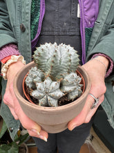 Load image into Gallery viewer, Euphorbia horrida / African Milk Barrel
