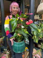 Load image into Gallery viewer, Anthurium andraeanum Louisiana / Flamingo Flower - *Local Delivery or Local Pick Up Only*
