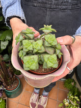 Load image into Gallery viewer, Crassula perforata / String of Buttons
